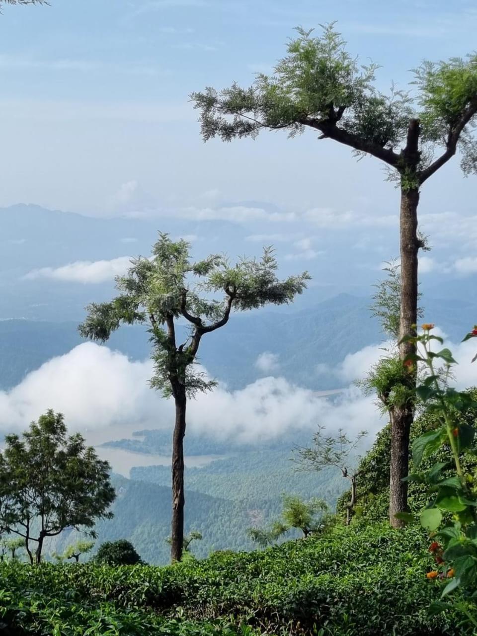 Camellia Heights 1&2 Bed and Breakfast Coonoor Eksteriør billede